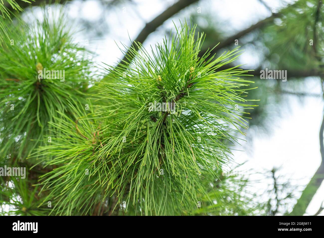 Schöner Kiefernzweig mit Nadeln. Natürlicher Baumhintergrund. Stockfoto
