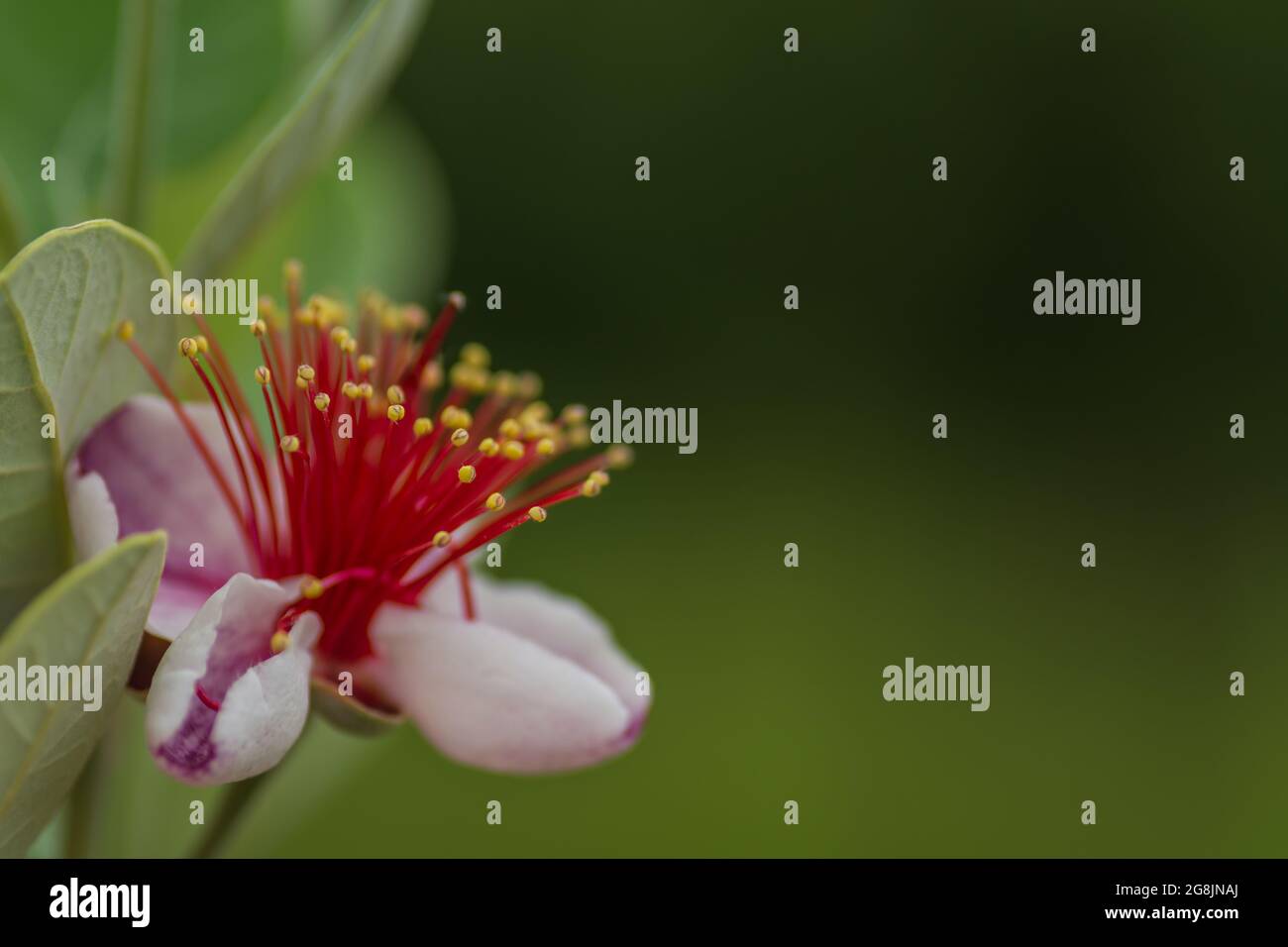 Frische Blüte aus einer Apfelguave mit grünem Hintergrund Stockfoto