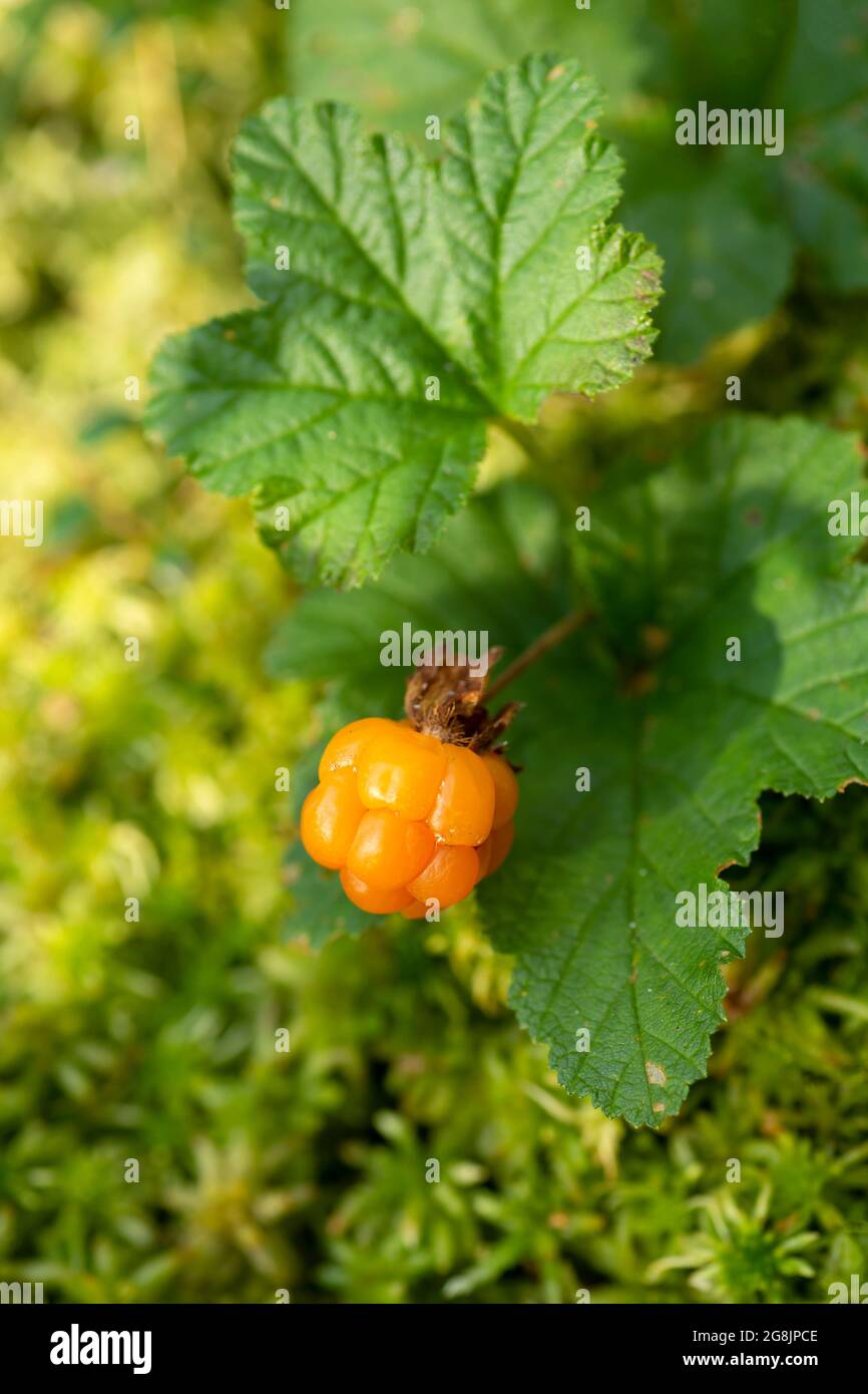 Köstliche gesunde und reife bernsteinfarbene Moltebeere, Rubus chamaemorus, der wild im estnischen Wald wächst Stockfoto