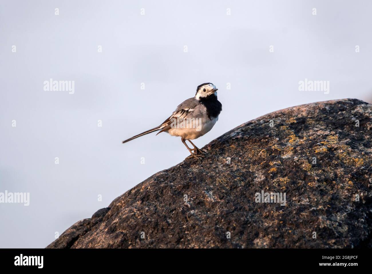 Niedlicher kleiner Singvögel, weiße Bachstelze (Motacilla alba), die an einem sonnigen Abend in estnischer Natur auf einem Granitstein steht Stockfoto