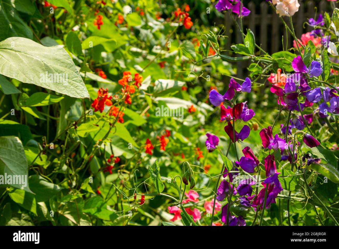 Bohnenpflanze und Erbse in Blüte, Sommer Stockfoto