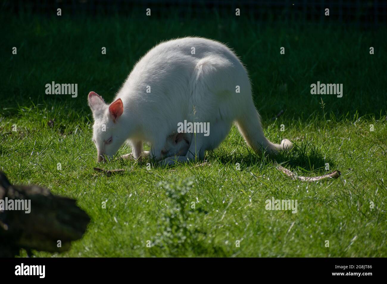 Nahaufnahme eines Känguru-Albino mit einem Baby in Gefangenschaft. Stockfoto