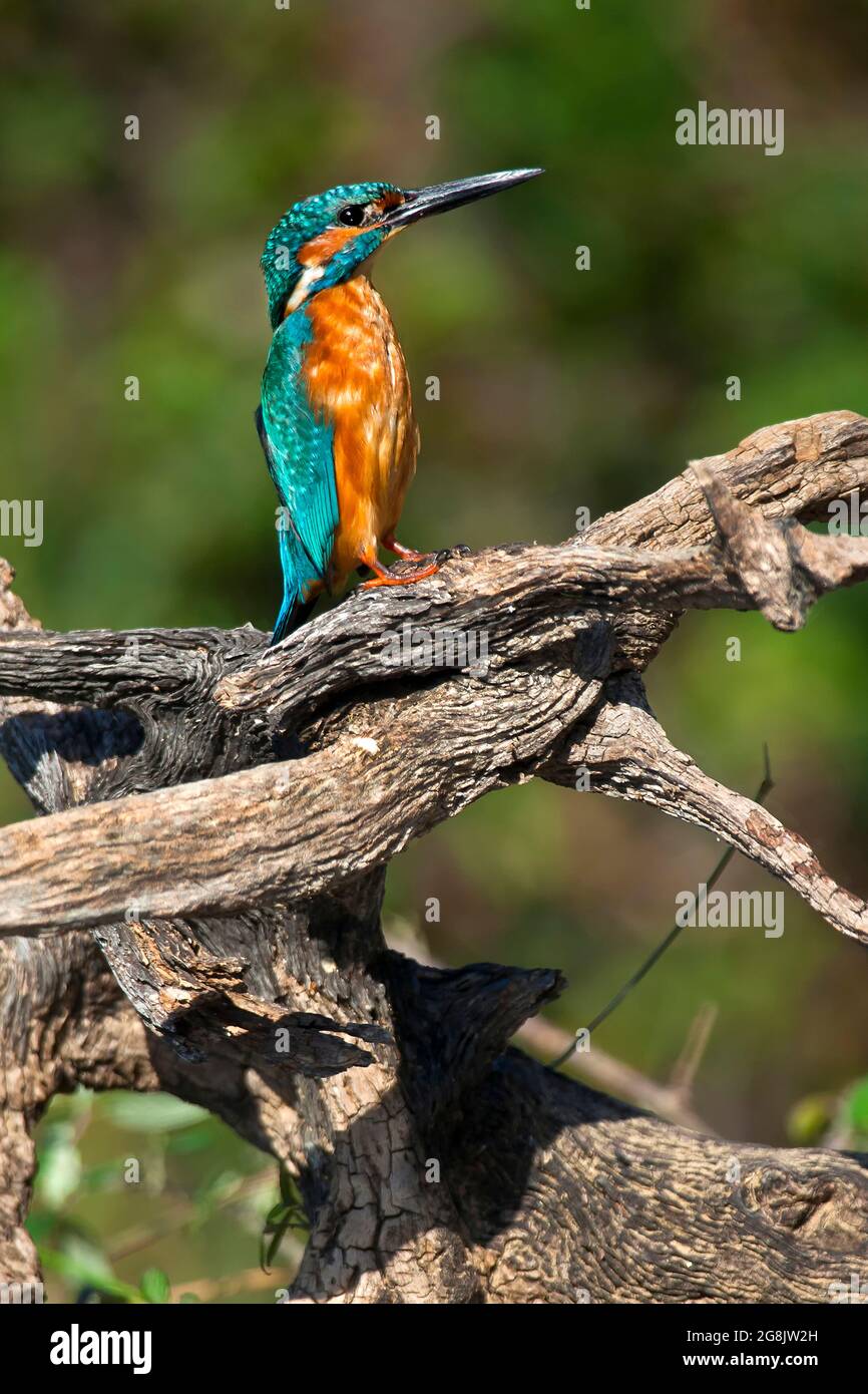 Kingfisher, Alcedo aththis, Tajo River, Monfrague National Park, ZEPA, Biosphärenreservat, Provinz Caceres, Extremadura, Spanien, Europa Stockfoto