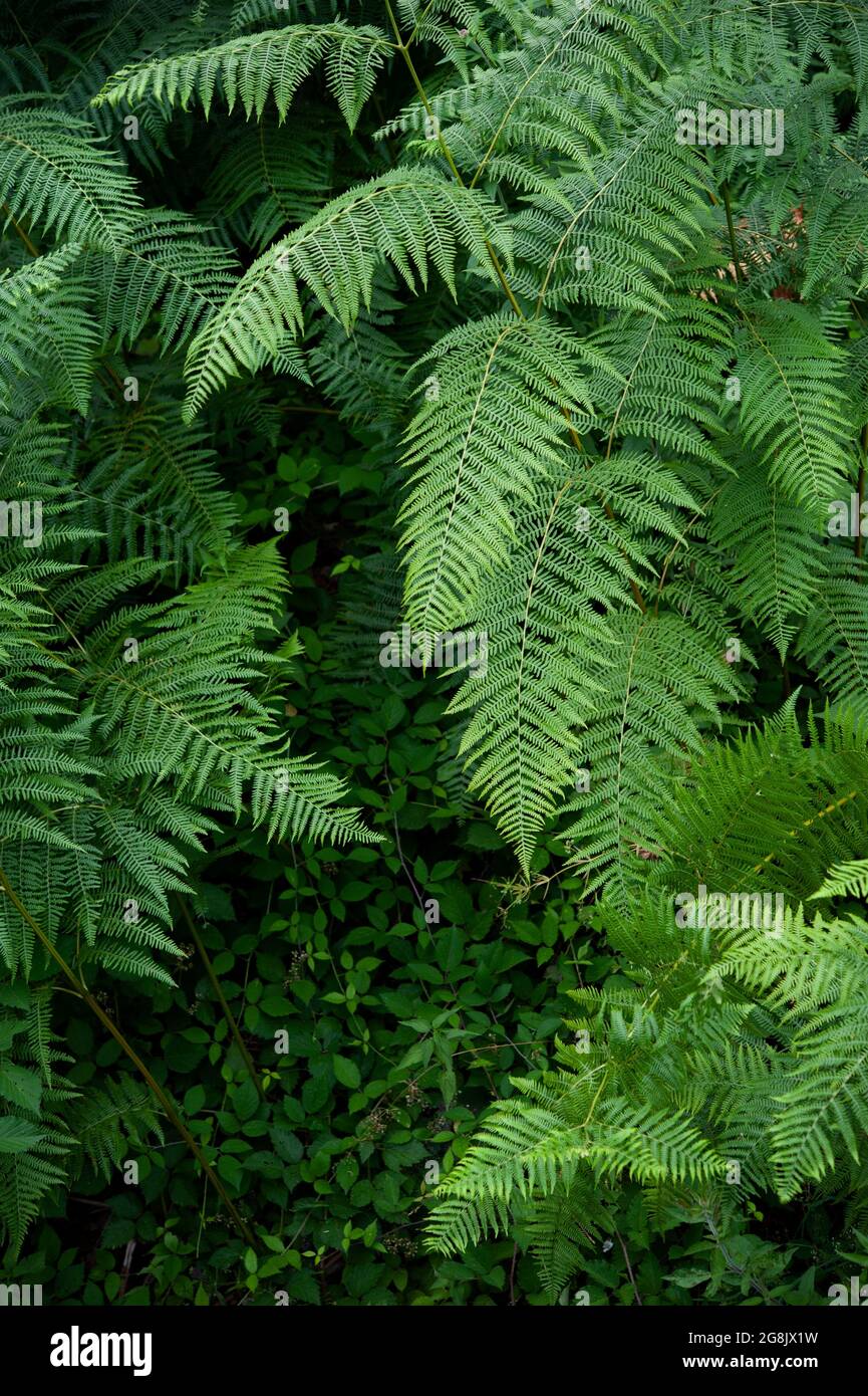 Pteridophyta ist eine Gefäßpflanze, die im Unterholz lebt. Vertikale Aufnahme. Stockfoto