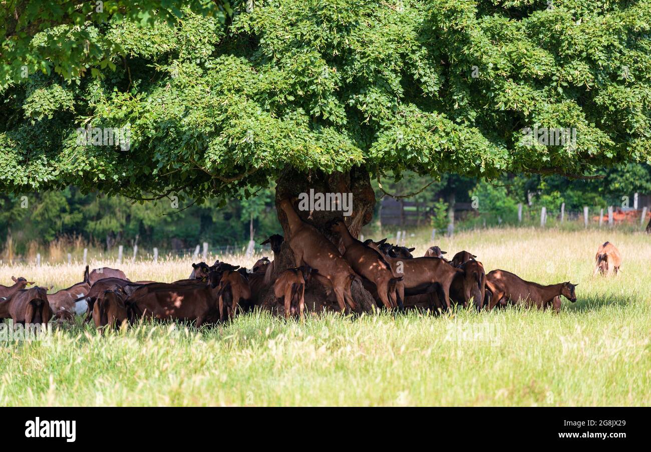 Herde von braunen Ziegen im Schatten eines großen Baumes auf einem Feld an einem sonnigen Tag. Stockfoto