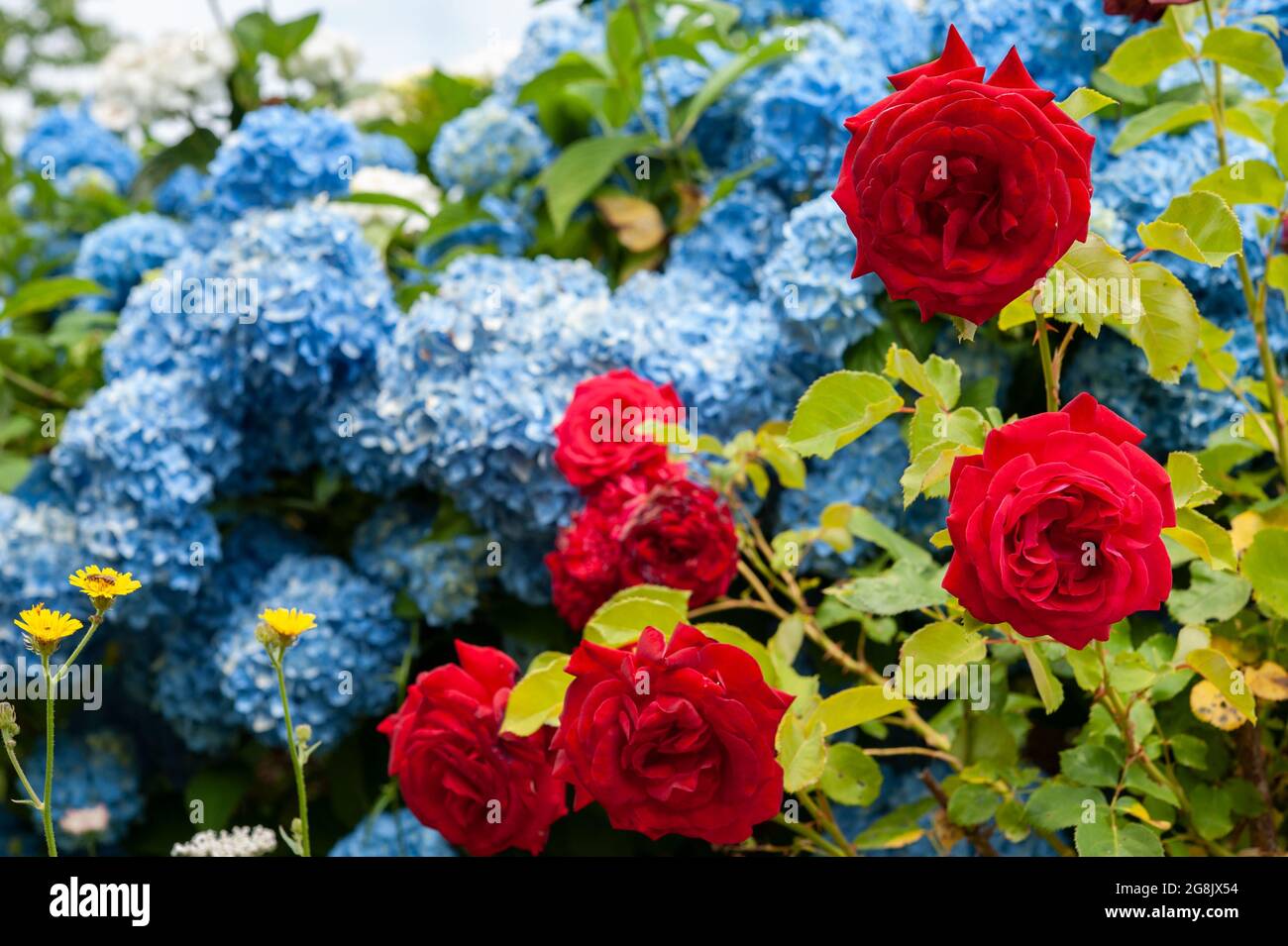 Rote Rosen und blaue Hortensia (Hortensia hortensia) in einem Blumenbeet. Stockfoto