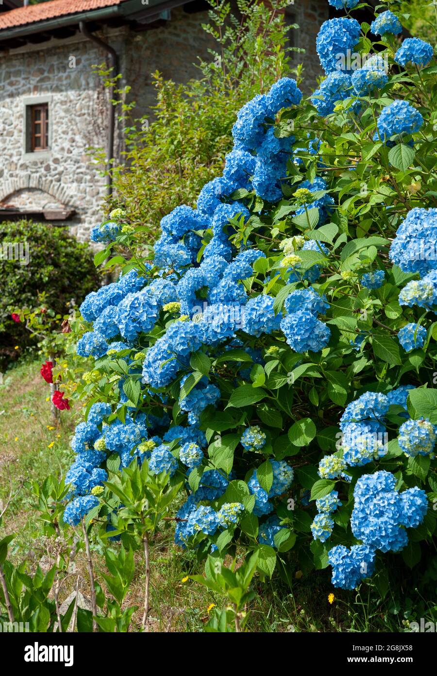 Blaue Hortensia blühende Sträucher (Hortensia hortensia) in einem Garten. Stockfoto