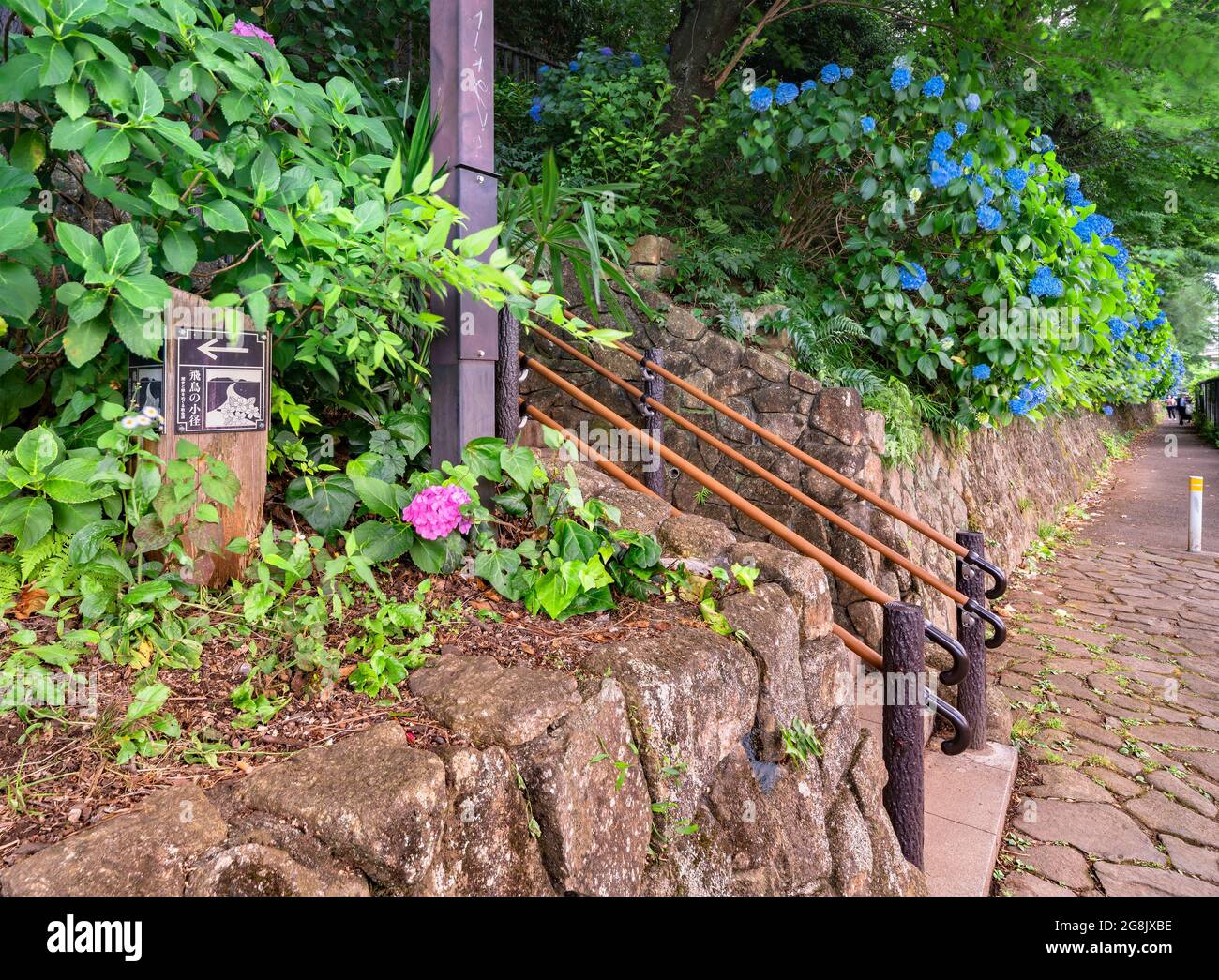 tokio, japan - 15 2021. juni: Rosa und blaue Hortensien ajisai-Blumen auf der Asuka-no-komichi-Straße entlang der Treppe zum Asukayama Park und dem Tr Stockfoto