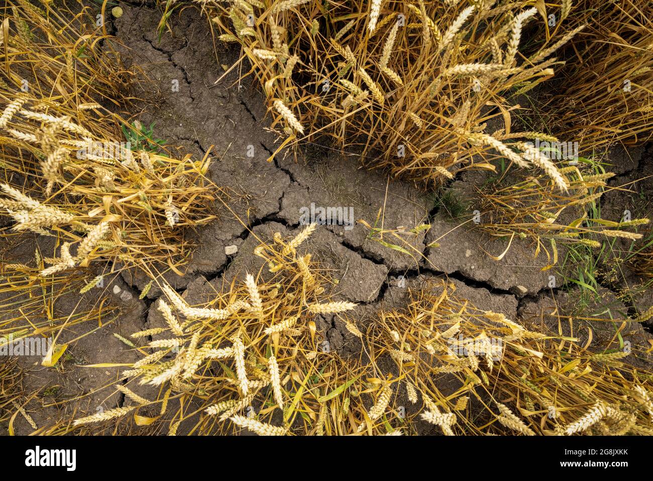 Dürre und schlechte Ernte - ausgetrocknete Flächen auf dem Erntefeld aufgrund des heißen und trockenen Sommers Stockfoto
