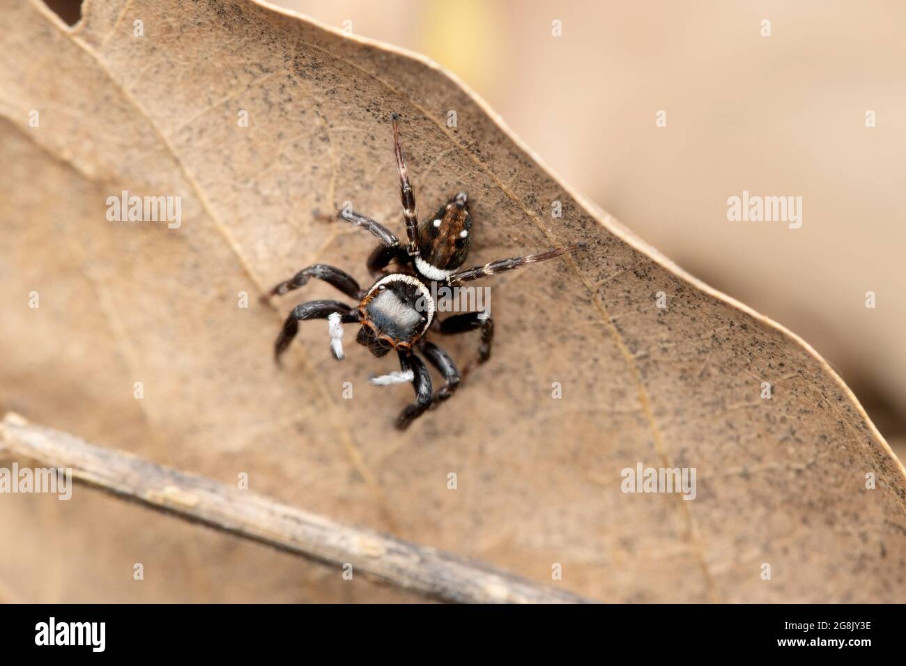 Springende Spinne Hasarius Adansoni Stockfotos und -bilder Kaufen - Alamy