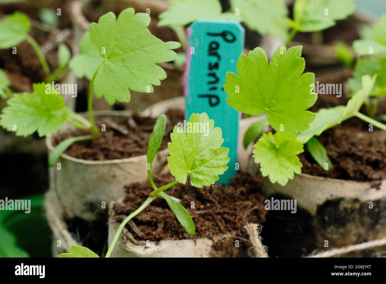 Pastinak-Sämlinge, die aus Samen in Toilettenpapierrohren gezüchtet werden, um die Keimung zu unterstützen. Pastinaca sativa „Gladiator“ F1 Stockfoto