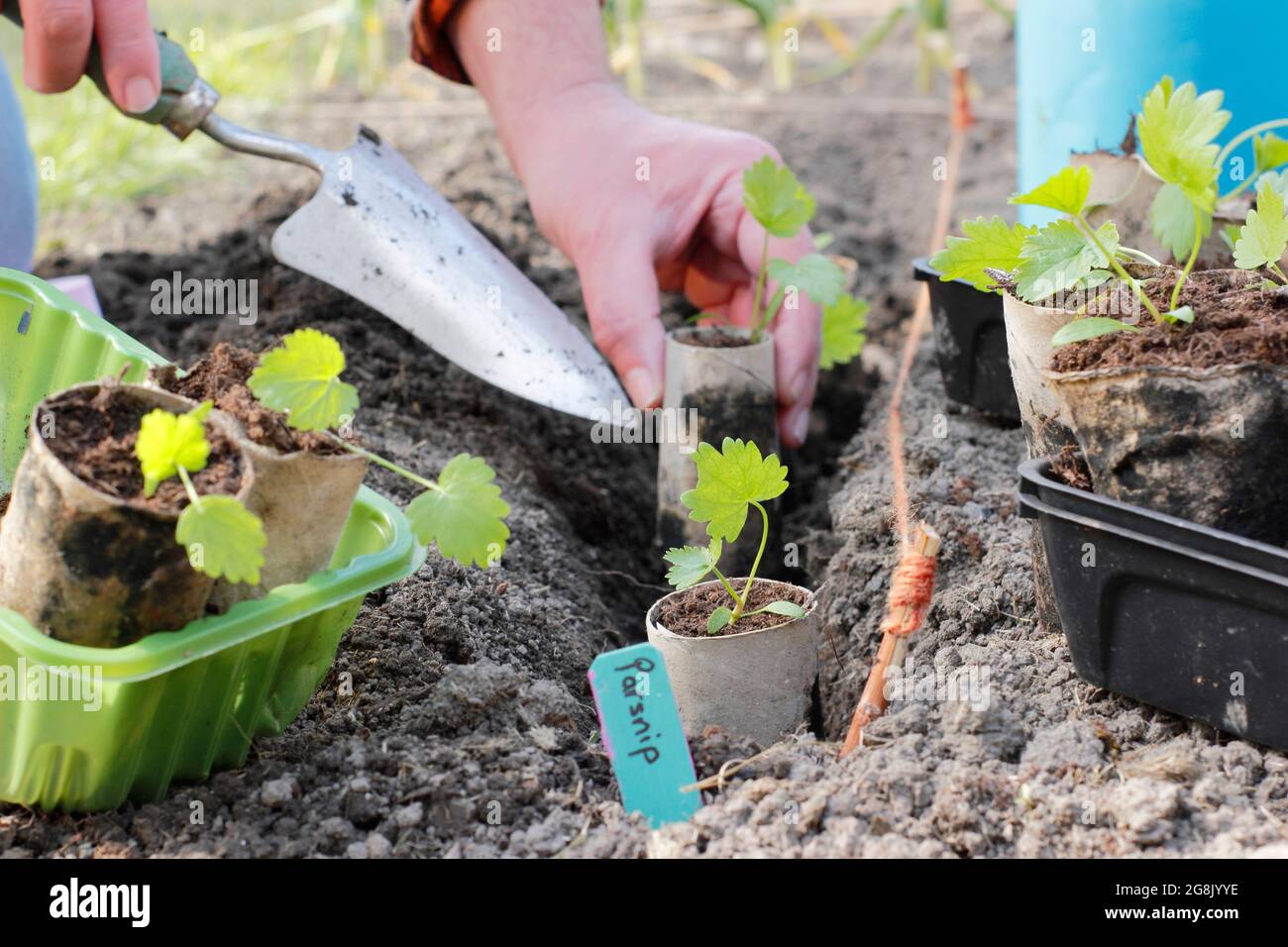 Pflanzen von Pastinaken-Setzlingen, die aus Samen in Toilettenpapierröhrchen gezüchtet wurden, um die Keimung zu unterstützen. Pastinaca sativa „Gladiator“ F1 Stockfoto