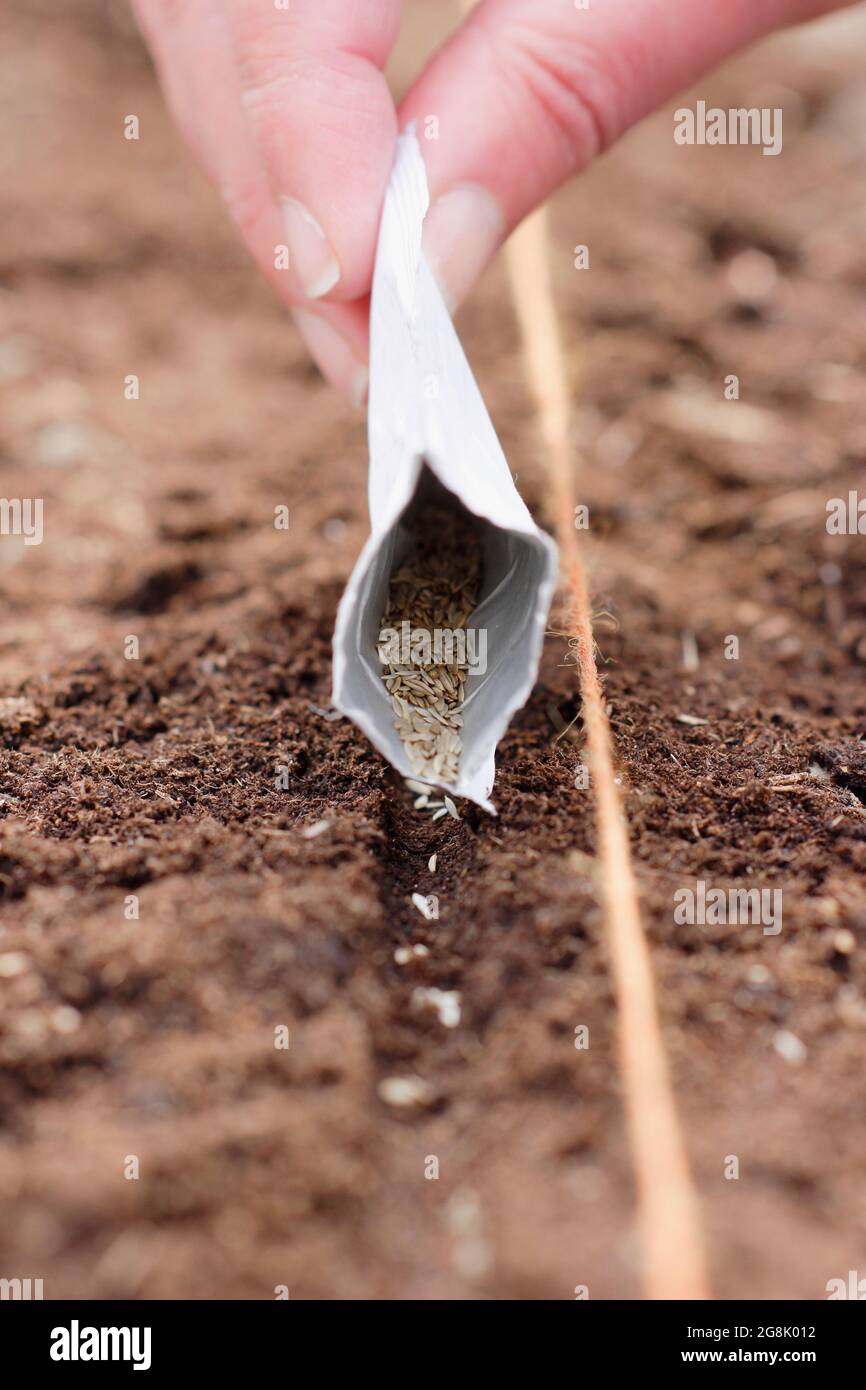 Aussaat von Samen direkt aus einer Packung in eine vorbereitete Sämaschine im Frühjahr. VEREINIGTES KÖNIGREICH Stockfoto