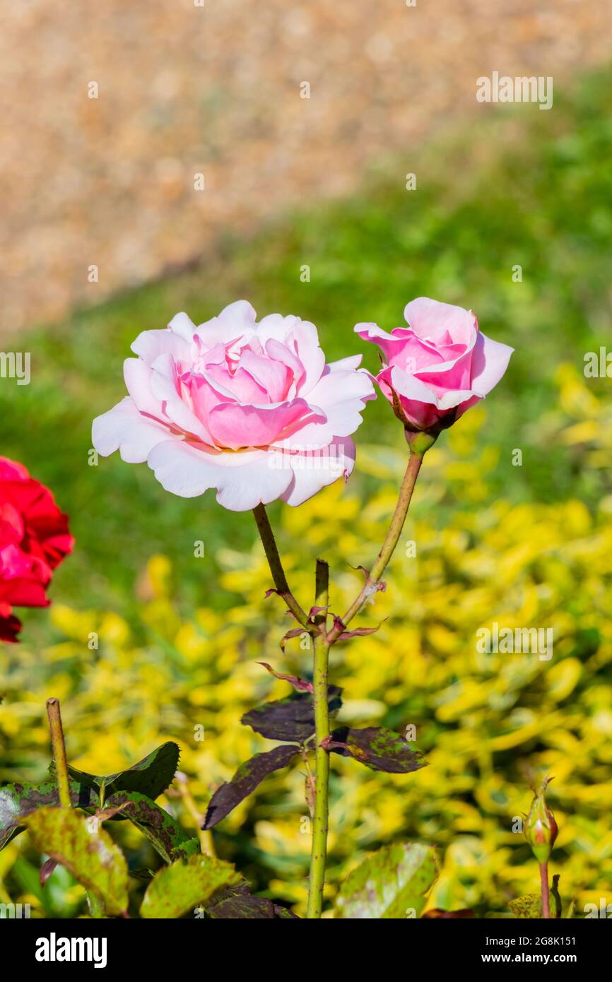 Rosa Rose in den Gärten von Hughenden Manor, High Wycombe Stockfoto