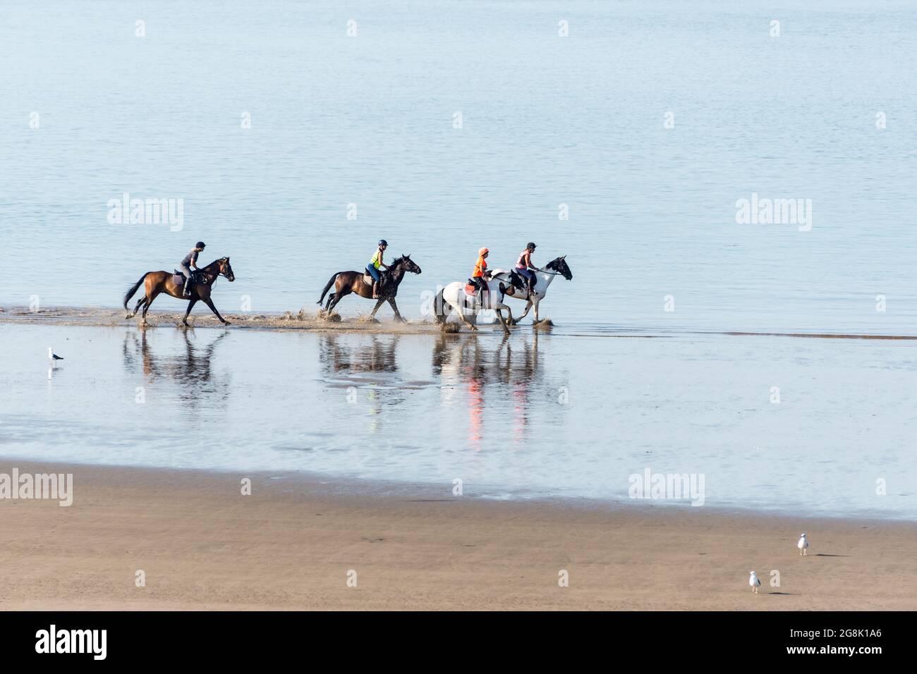 An einem sonnigen Sommermorgen werden am Strand von Barry Island vier Pferde am Meer geritten. Stockfoto