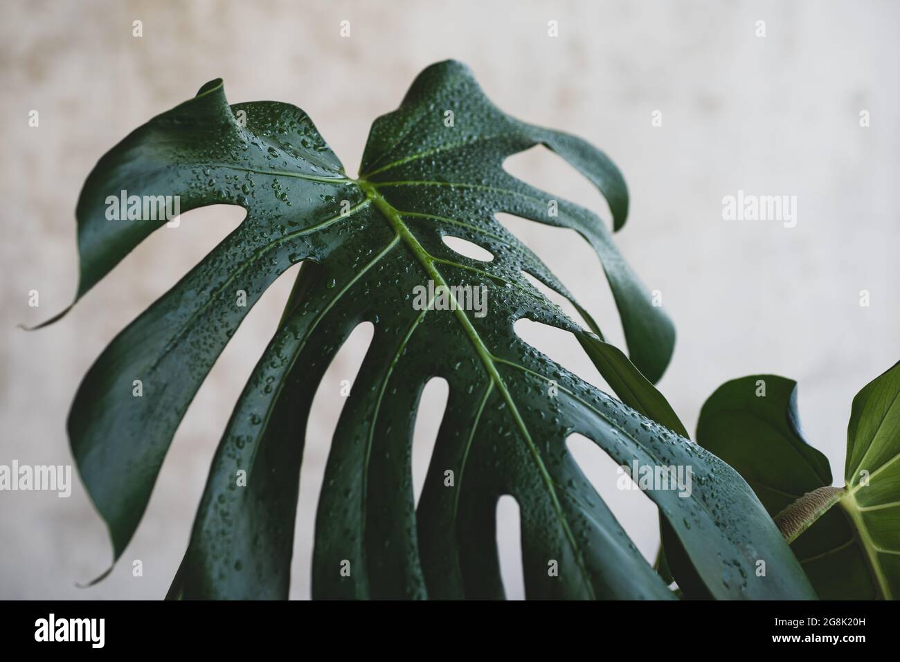Wassertropfen auf monstera Blatt closeup, Tau Tropfen auf philodendron  Anlage Stockfotografie - Alamy