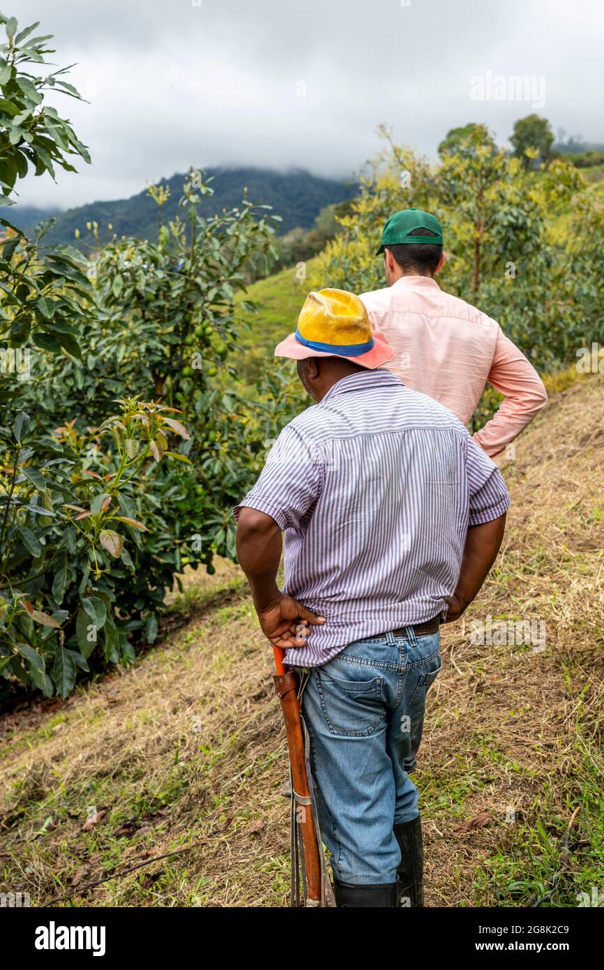 Vertikale Aufnahme von zwei Bauern, die durch eine Avocado-Ernte gehen Stockfoto