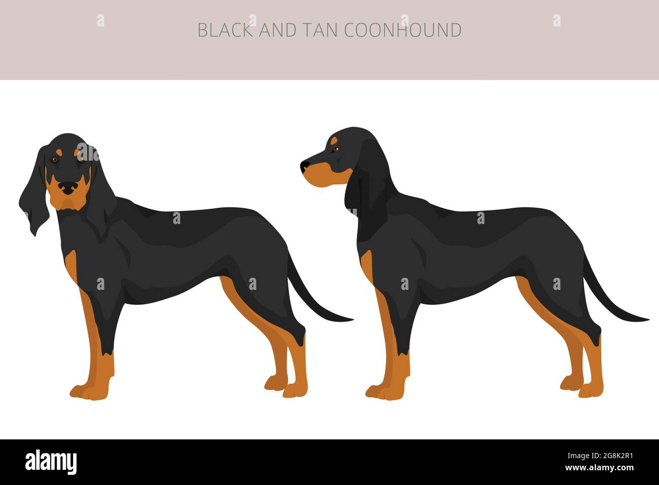 Schwarzer und brauner Coonhound-Clipart. Verschiedene Fellfarben und Posen eingestellt. Vektorgrafik Stock Vektor