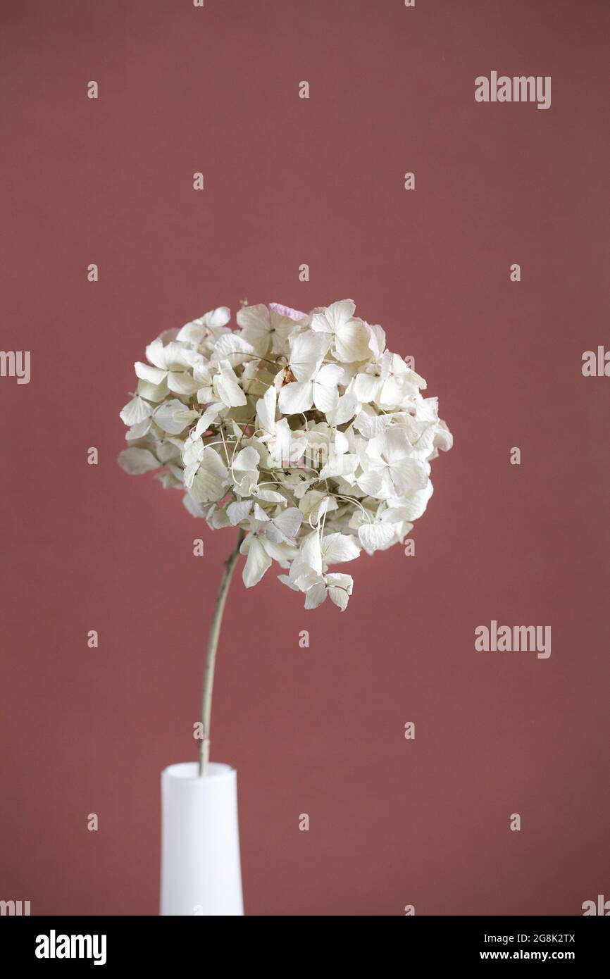 Hortensien, Hortesia, getrocknete Blume auf braunem Hintergrund. Pastellfarben, natürliche Farben. Vintage-Stil. Selektiver Fokus. Urlaubskartenkonzept. Muttertag. Stockfoto