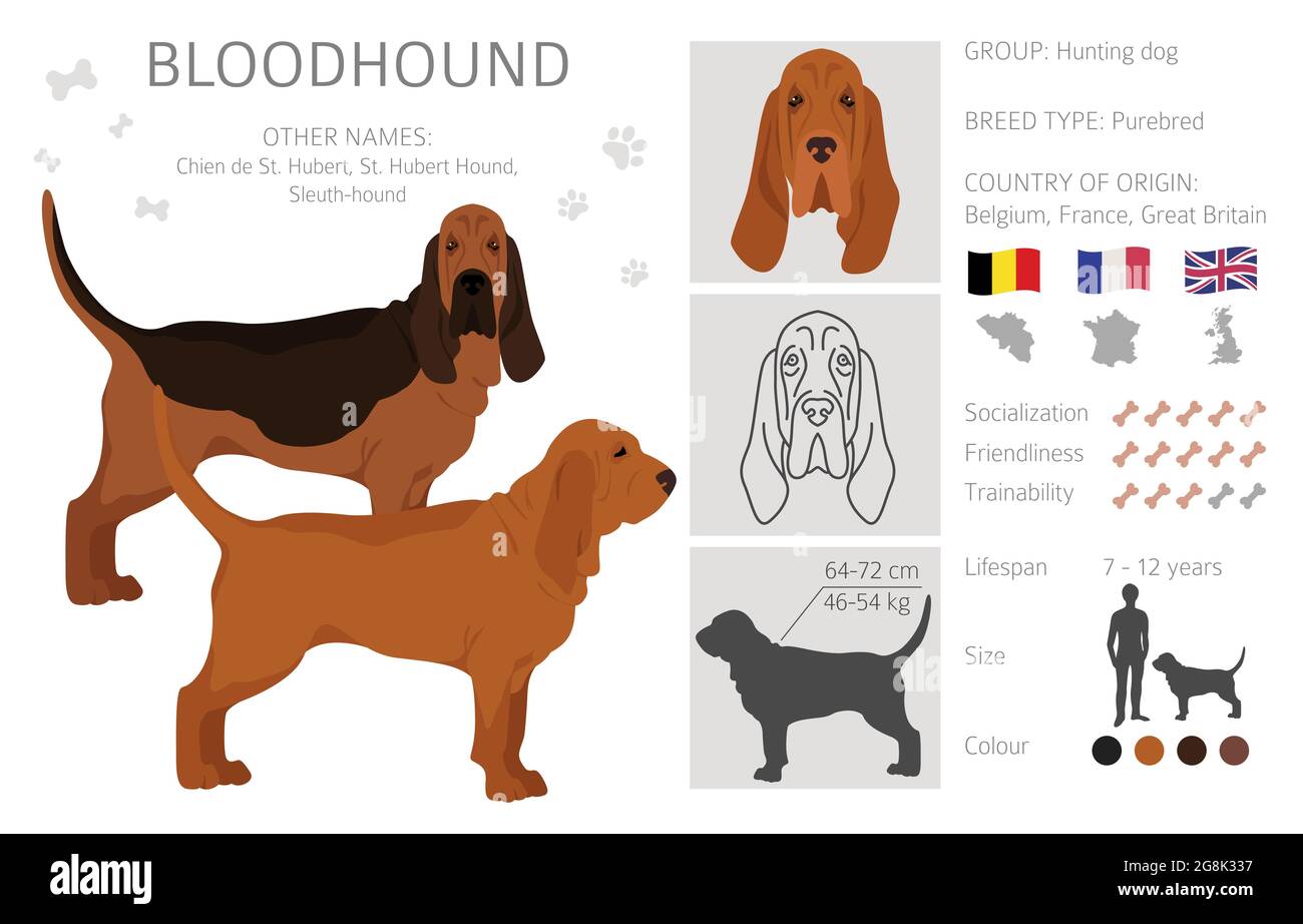 Bloodhound Clipart. Verschiedene Fellfarben und Posen eingestellt. Vektorgrafik Stock Vektor