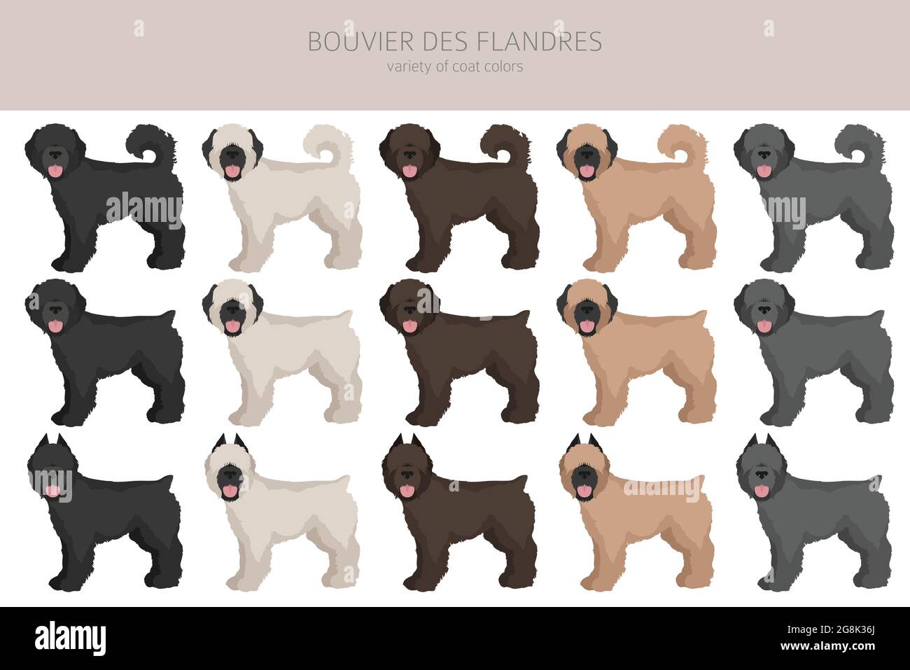 Bouvier des Flandres Clipart. Verschiedene Fellfarben und Posen eingestellt. Vektorgrafik Stock Vektor