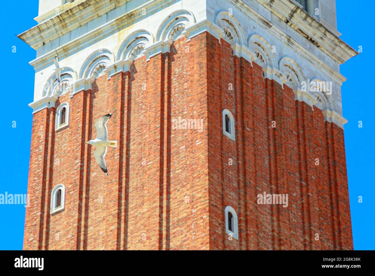 Möwe fliegt auf dem San Marco Glockenturm auf dem San Marco Platz in Venedig mit der Markusbasilika der venezianischen Stadt Italien. Gegen blauen Himmel. Stockfoto