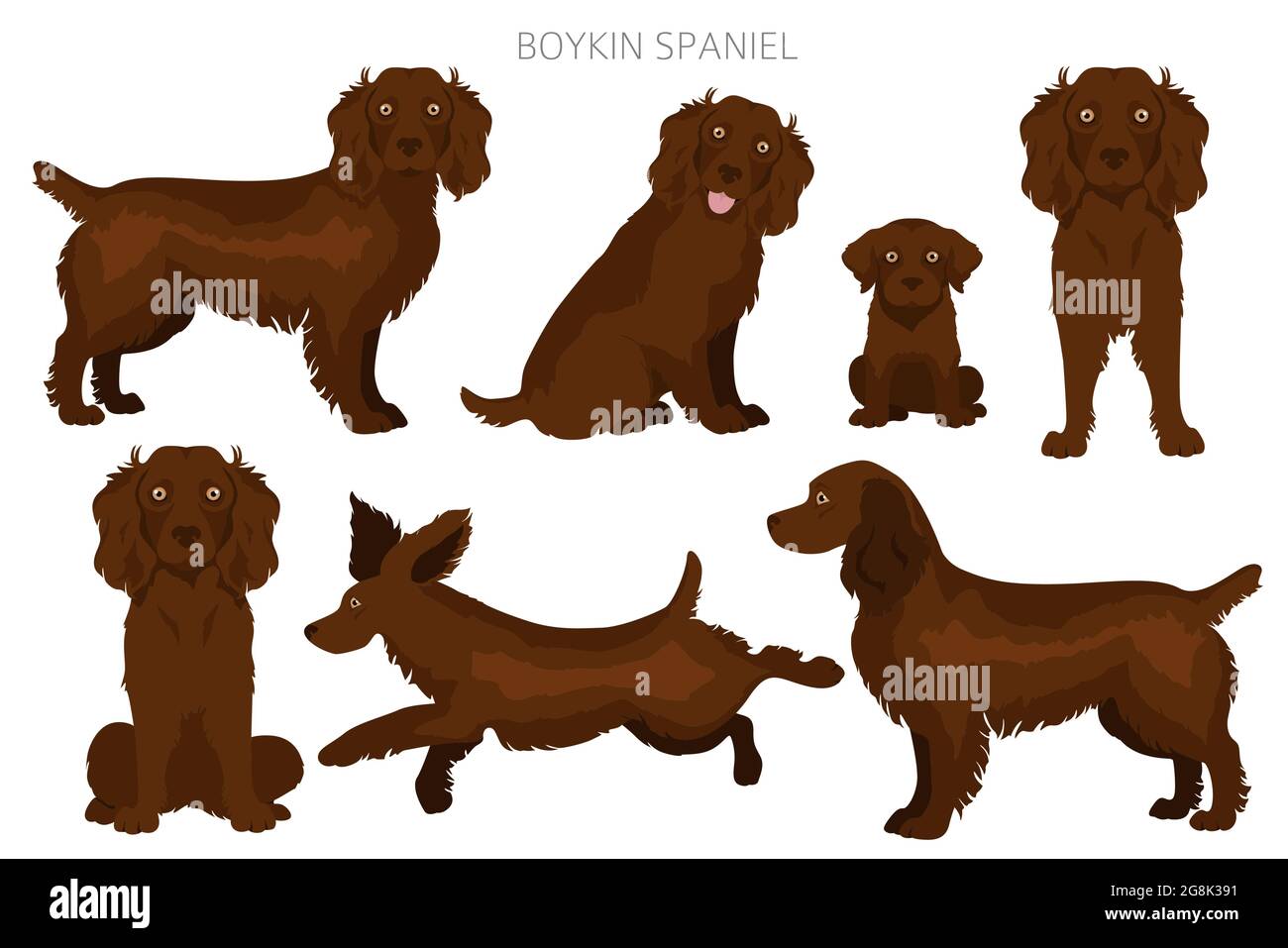 Boykin-Spaniel-Clipart. Verschiedene Fellfarben und Posen eingestellt. Vektorgrafik Stock Vektor