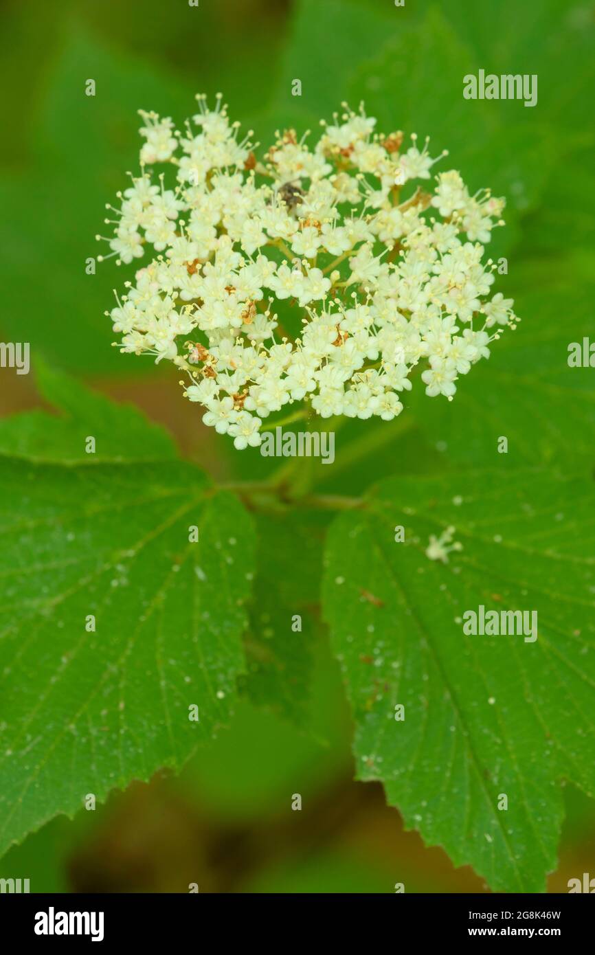 Viburnum, Spring Mill State Park, Indiana Stockfoto