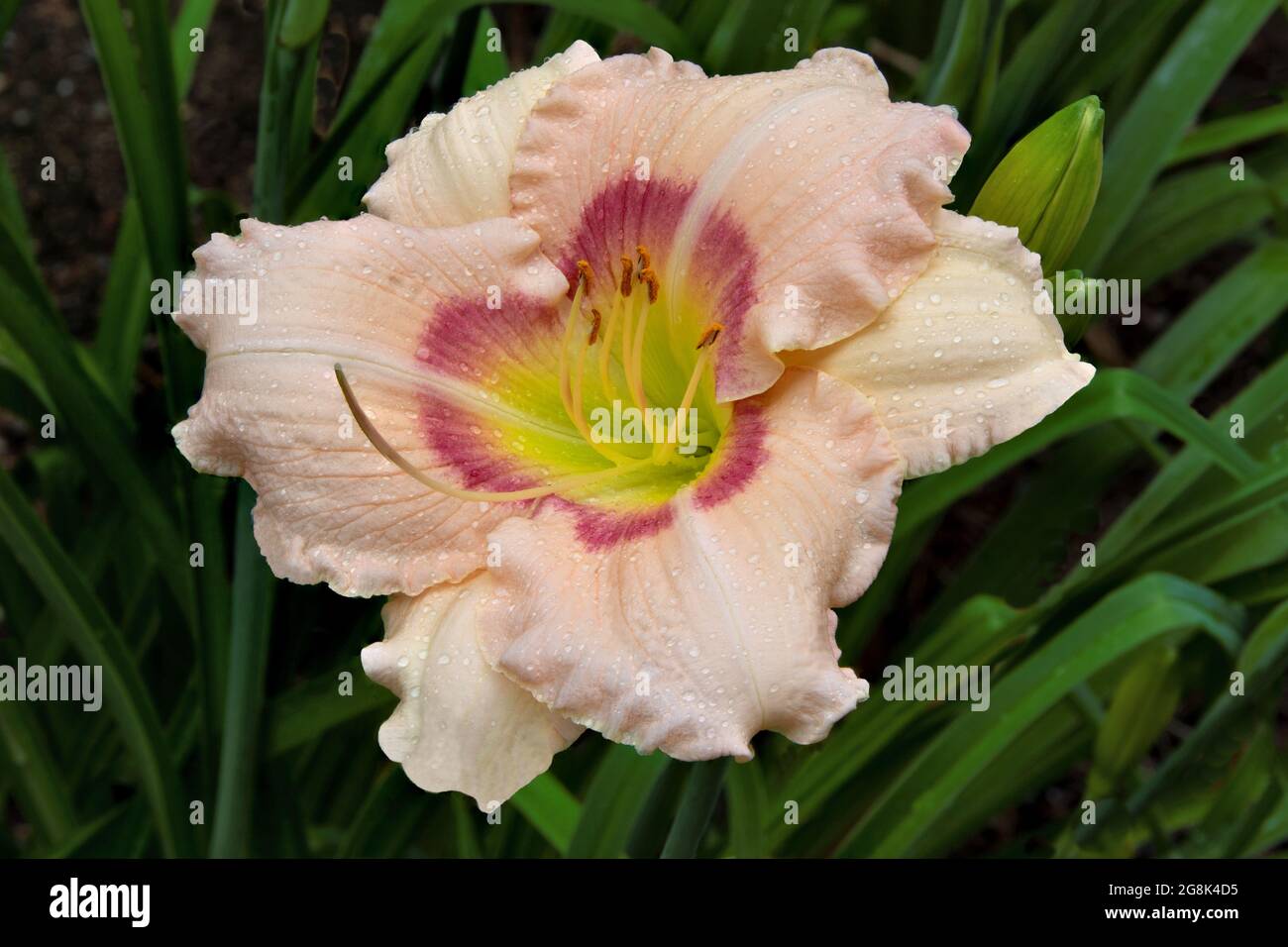 Regentropfen auf bunten Taglilienblüten mit weichen rosa Blütenblättern und kirschroten Augenmustern über einem grünen Hals. Hemerocallis „Newberry Cherry Eye“. Stockfoto