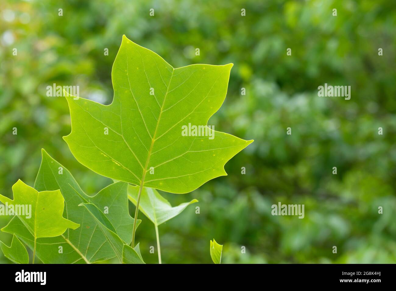 American Tulpenbaum (Liriodendron tulipifera) Blatt, Clifty Canyon State Park, Indiana Stockfoto
