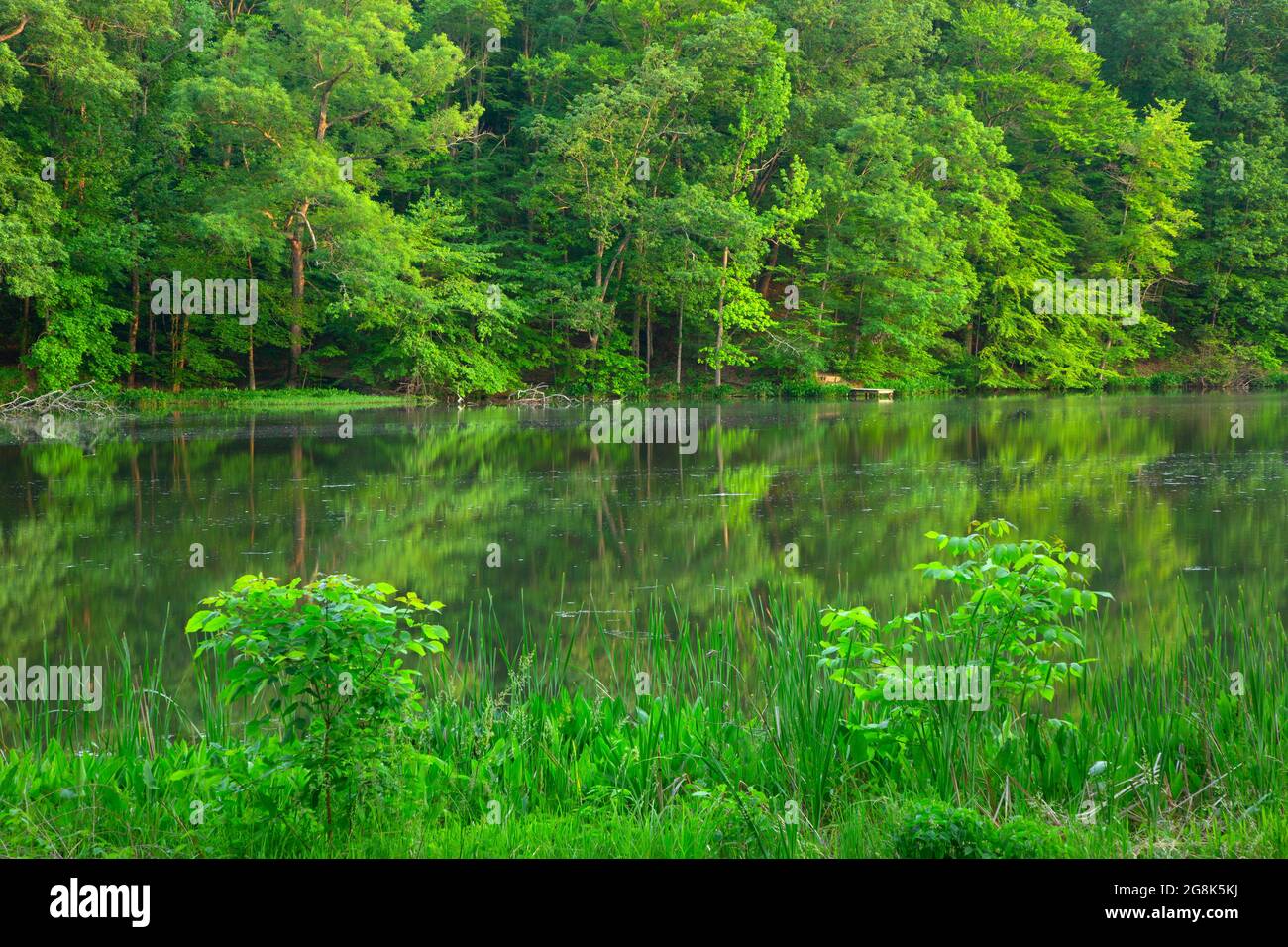 Knob Lake, Jackson Washington State Forest, Indiana Stockfoto