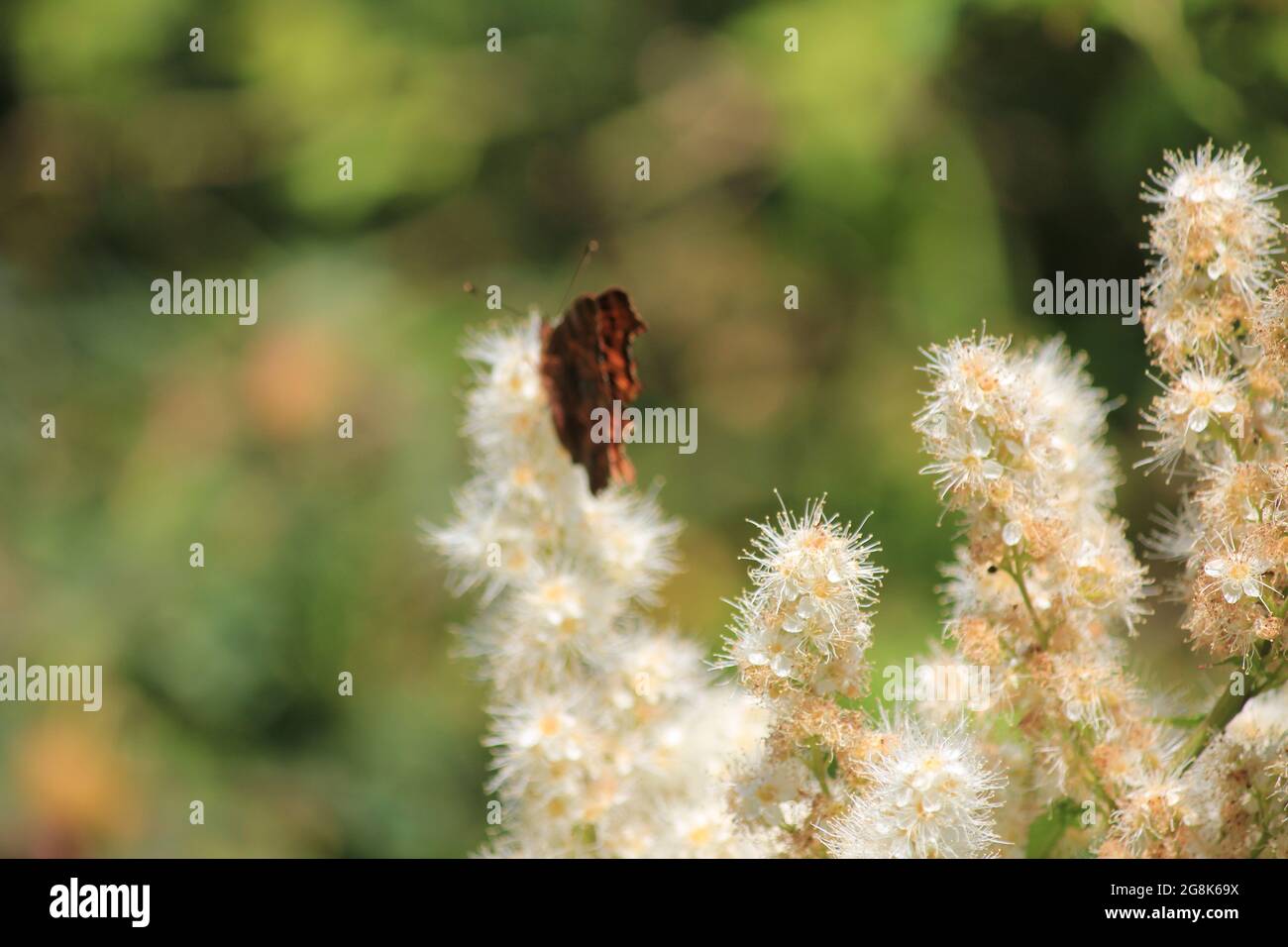 Falsche Spirea. Stockfoto