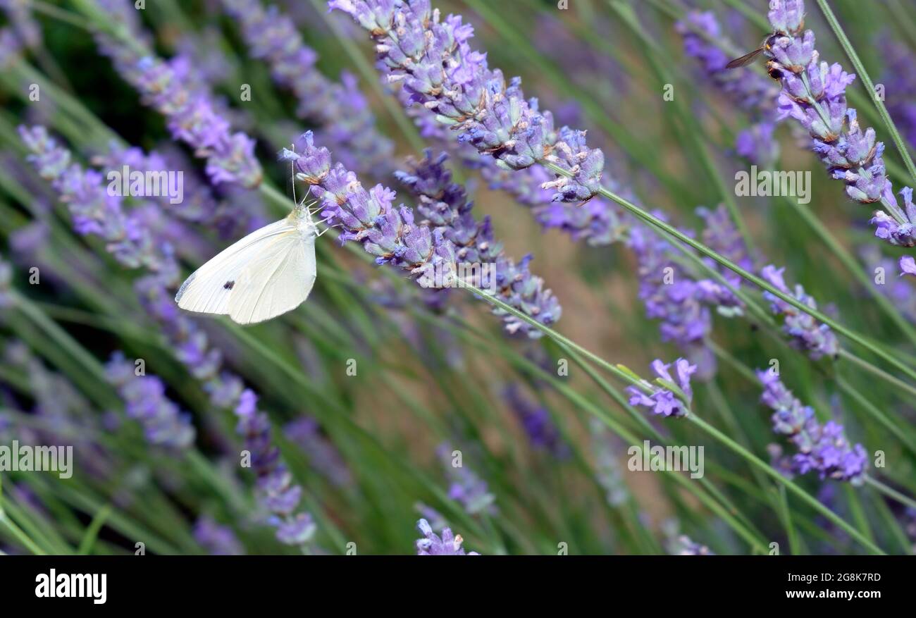 Schmetterling und Lavendelbusch Stockfoto