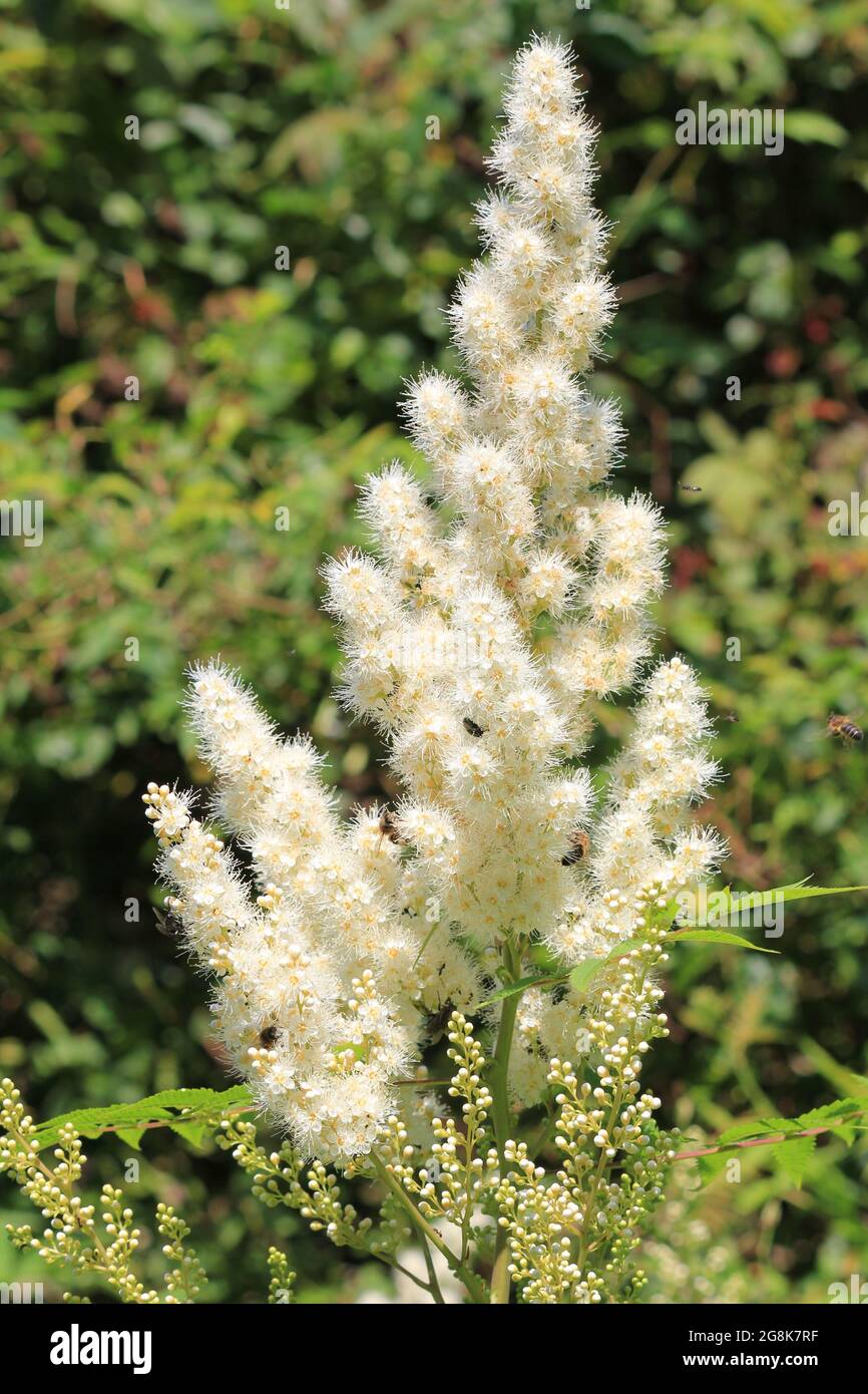 Falsche Spirea. Stockfoto