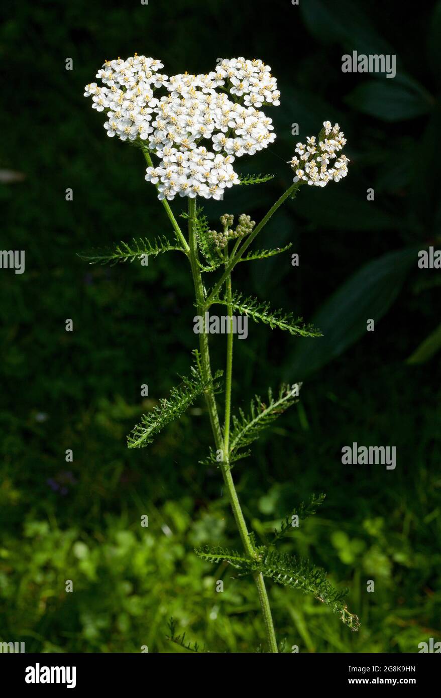 Schafgarbe, Blumen, Achillea millefolium Stockfoto