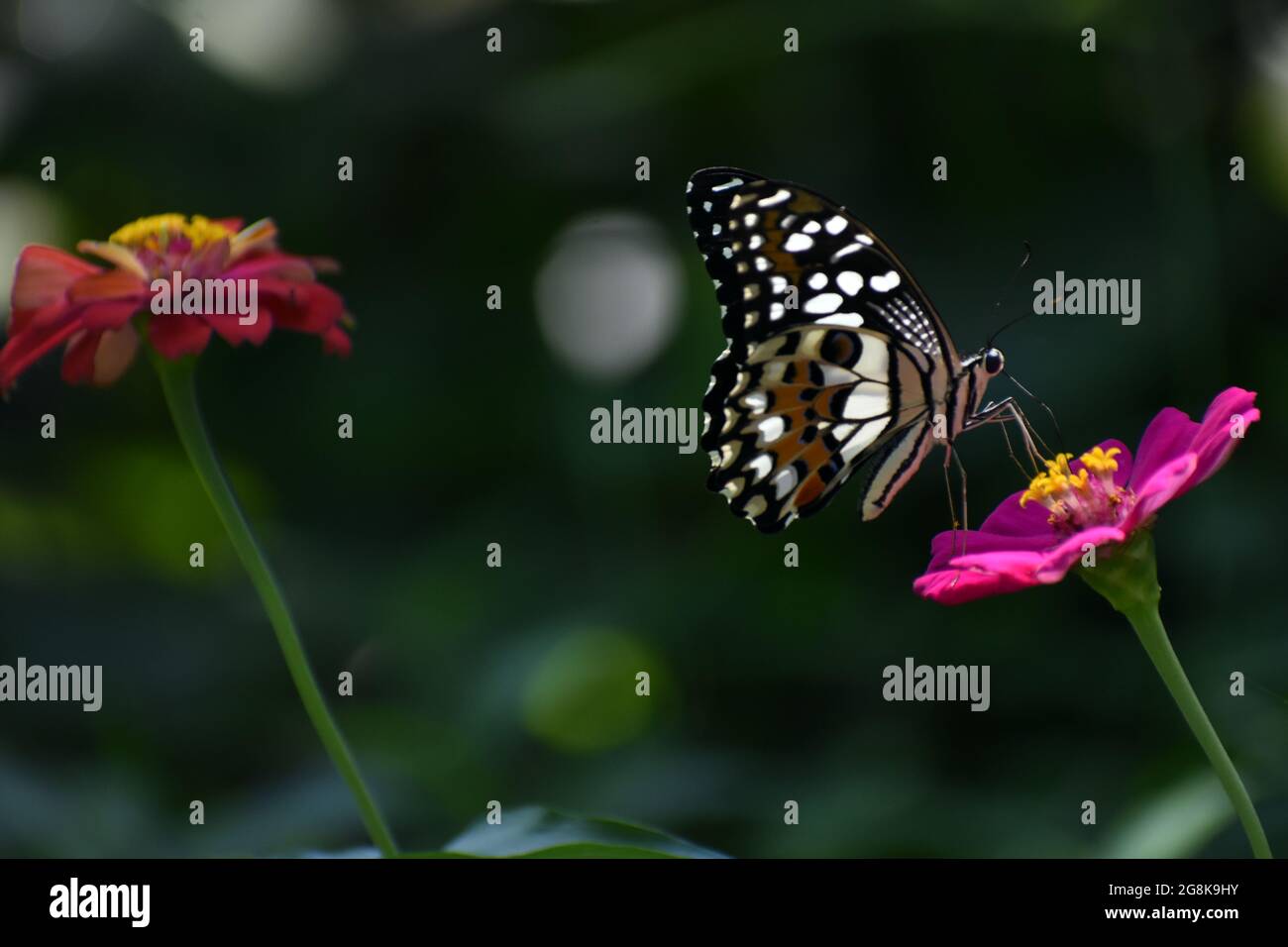 Zitronenschmetterling, der die Zinnia-Blume besucht Stockfoto