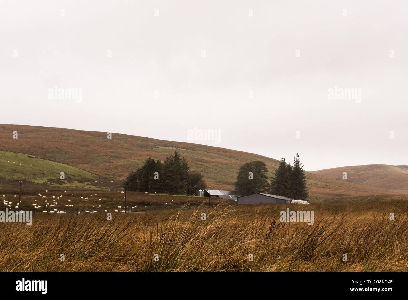 Ein düsteres Moorland, mit Bauernhäusern und Schafen in der Ferne. Wales, Großbritannien. Stockfoto