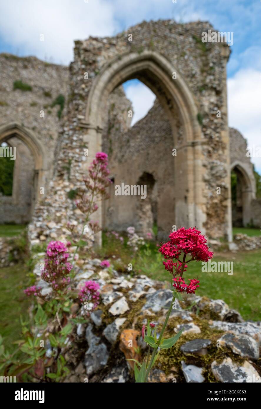 Die Ruinen der Abtei von Creake in der Nähe des Dorfes North Creake im ländlichen Norden Norfolks, East Anglia. Wilde Baldrian-Blumen im Vordergrund. Stockfoto