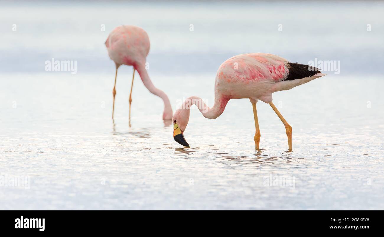 Allein andenflamingo auf Salzebenen Chaxa, Wüste bei San Pedro de Atacama in Chile. Südamerika Stockfoto