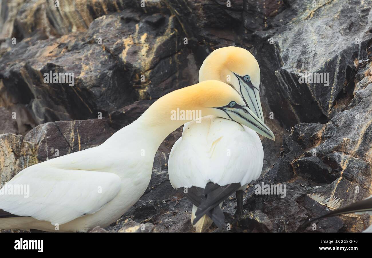 Portrait von zwei erwachsenen Nordbölpeln, die sich auf der Bass Rock Insel in der Nähe von North Berwick, Schottland, Nordsee, Großbritannien, entspannen Stockfoto