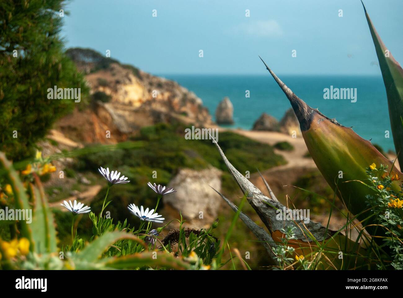 Blick auf den Atlantik mit Blumen, Algarve, Portugal - selektiver Fokus, Raum für Text Stockfoto