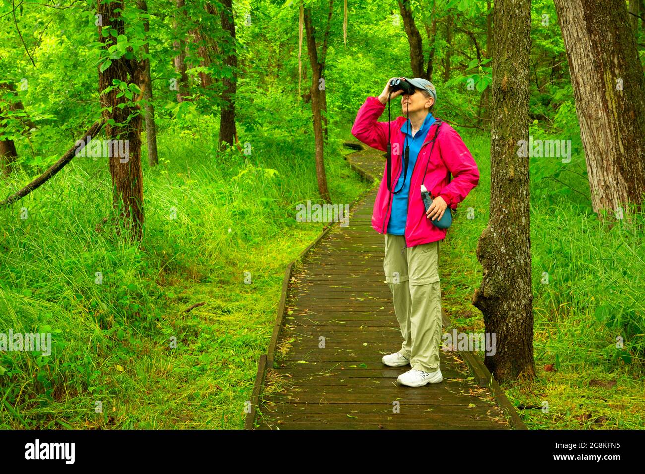 Locust Creek Boardwalk, Pershing State Park, Missouri Stockfoto