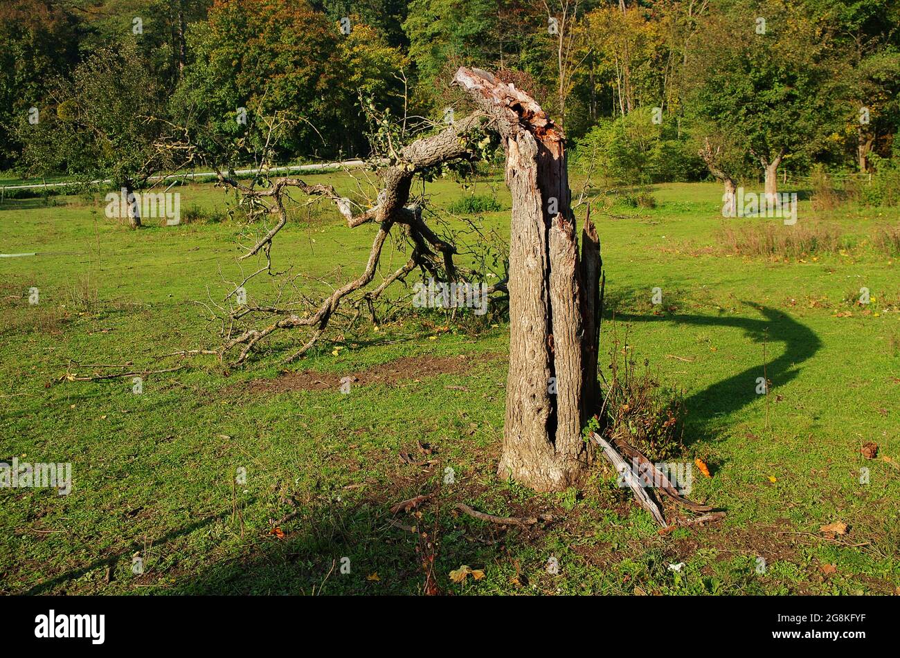 Baum Vom Blitz Getroffen Stockfotos Und Bilder Kaufen Alamy