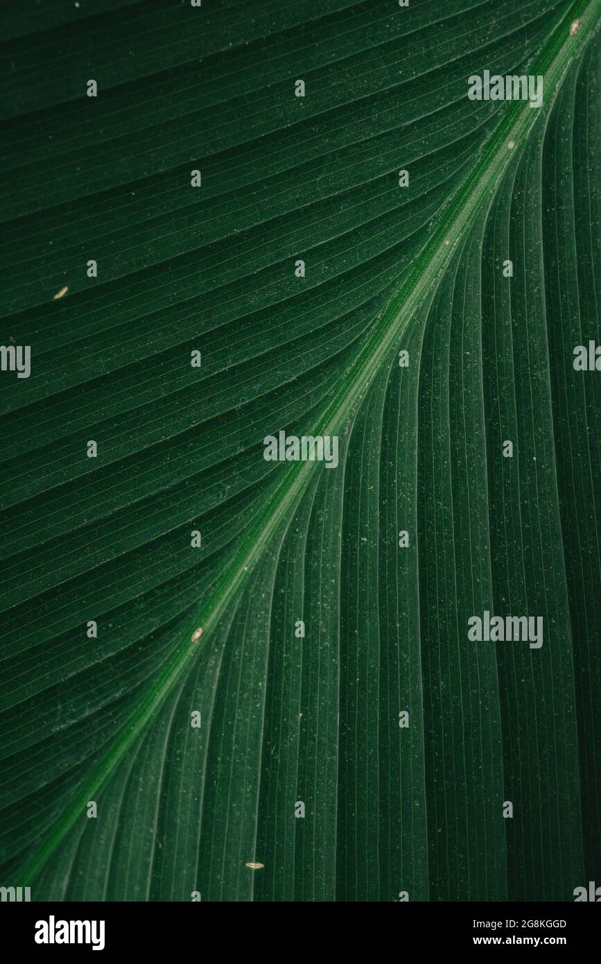 Makro tropische Palme Blatt Muster Hintergrund Stockfoto