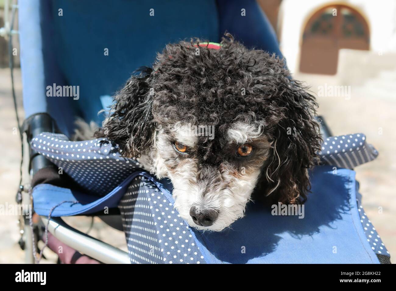 Netter Hund, der im Kinderwagen oder im Kinderwagen sitzt. Kleine flauschige schwarz-weiße Pudel schaut interessiert an etwas. Konzept, warum Hunde, ca Stockfoto