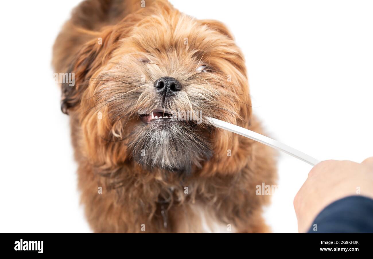 Flauschige, beißende Zahnbürste für Welpen. Tierbesitzer scheitert an dem Versuch, die Zähne des Hundes zu putzen. Konzept für Zahngesundheit Monat im Februar oder Mundgesundheit Stockfoto