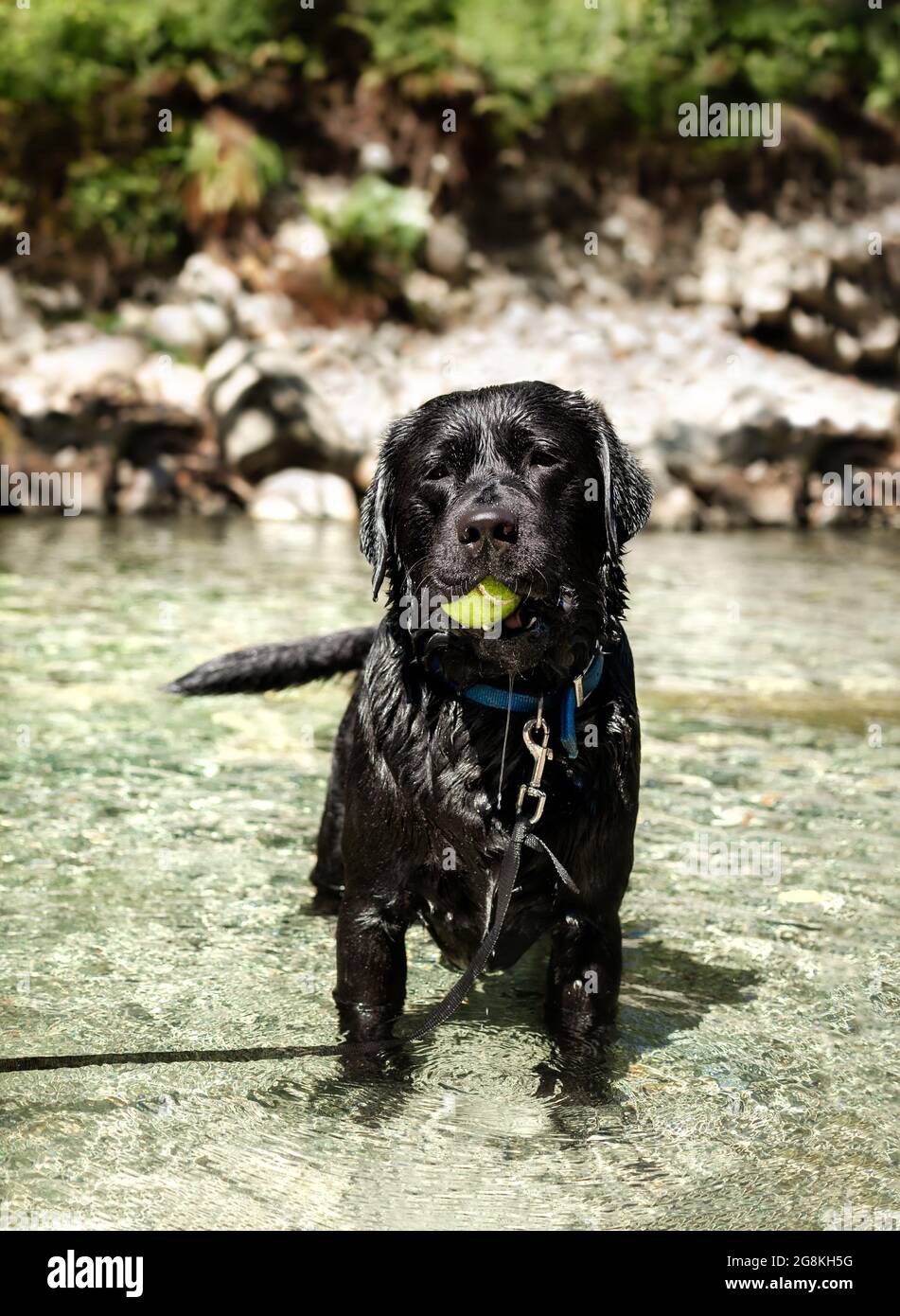 Hund steht im Fluss mit Tennisball im Mund und tropfendem nassem Fell. Großer schwarzer englischer Labrador-Rüde, der im Wasser holt und schwimmt. Se Stockfoto