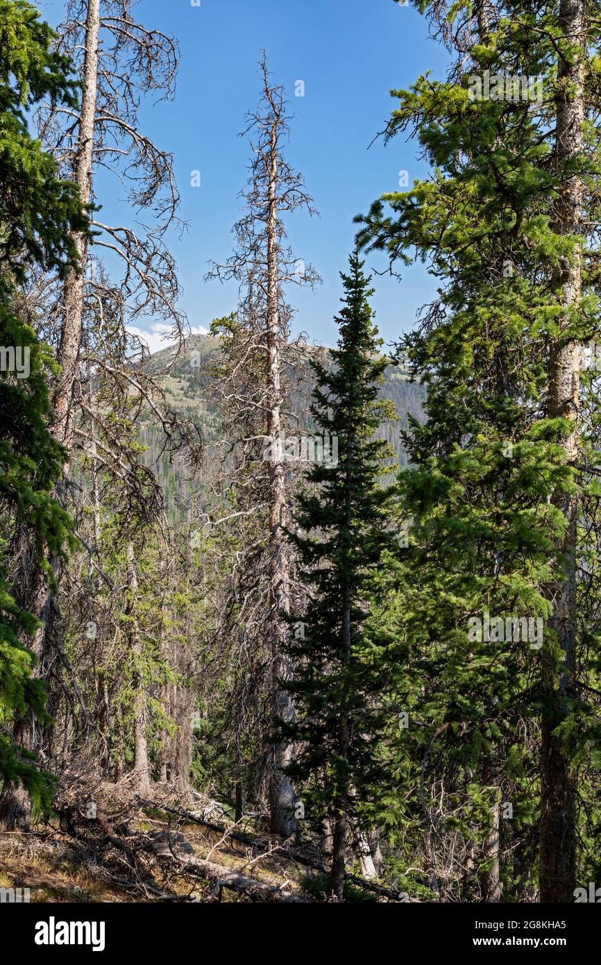 Monarch, Colorado - Bäume in der Nähe der Kontinentalscheide am Monarch Mountain, die vom Fichtenrindenkäfer (Dendroctonus rufipennis) getötet wurden. Das Problem ist e Stockfoto