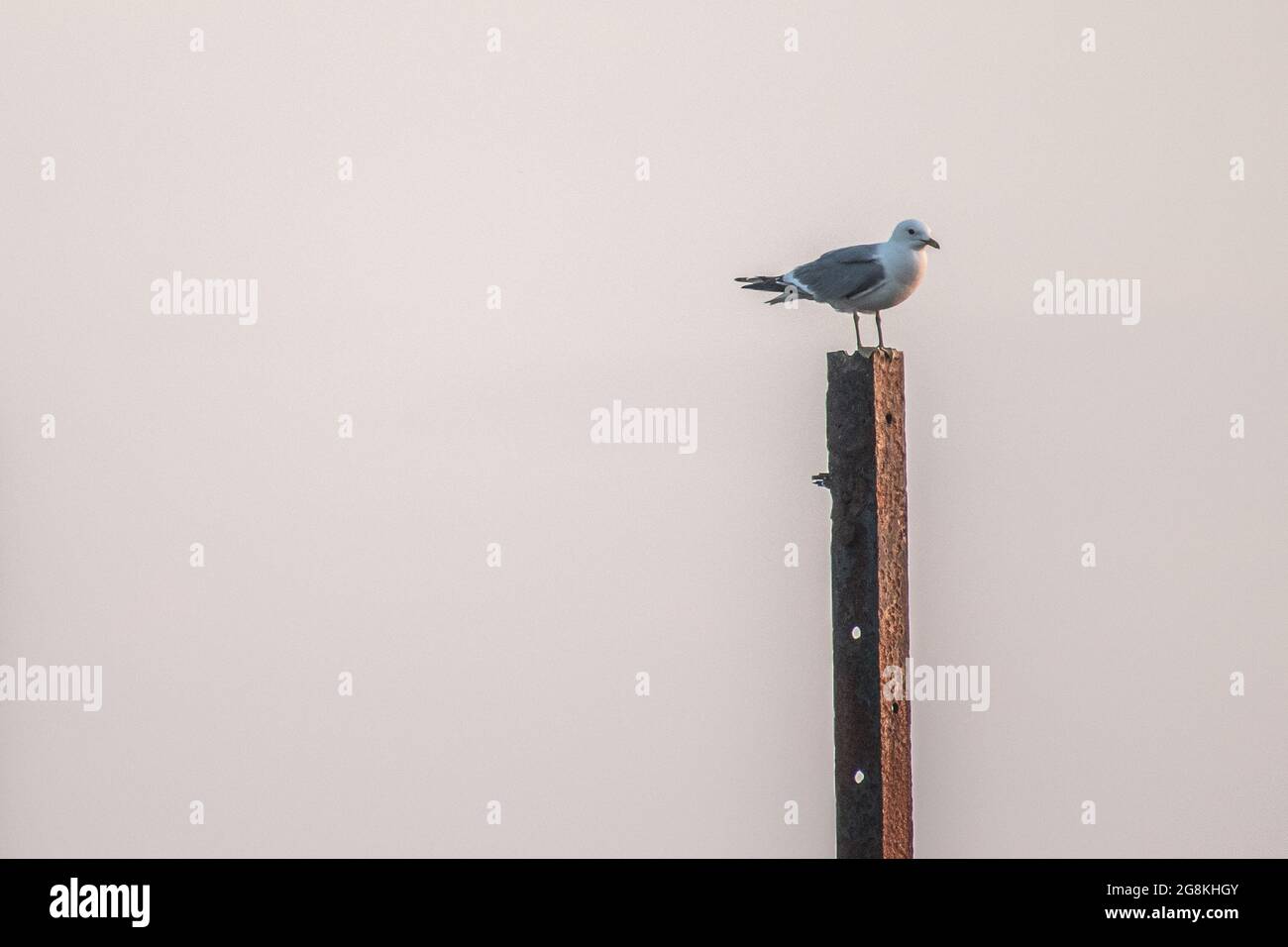 Möwe auf einer rostigen Metallsäule. Stockfoto