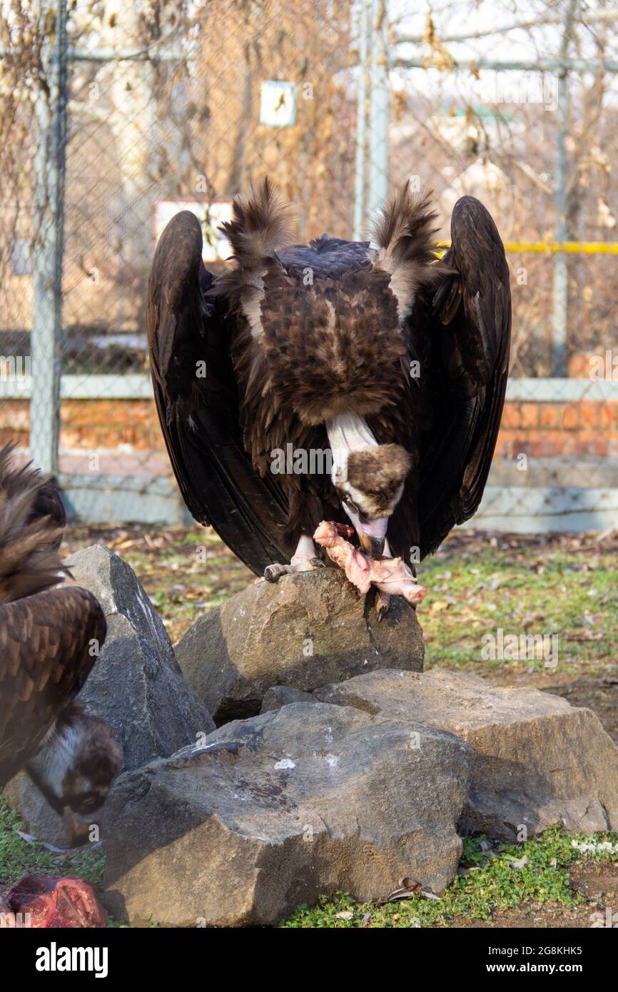 Eurasischer Gänsegeier, der ein Stück Fleisch isst. Mahlzeit des wilden Raubvogels Stockfoto
